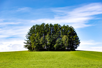 Group of Pine Trees at Mild Seven HIlls in Summer, Biei Patchwork Road Landscape, Hokkaido, Japan