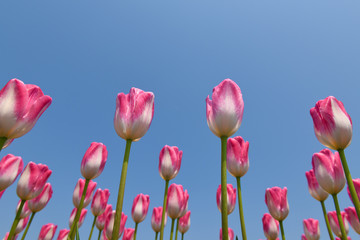 colorful tulip with ping and white color in clear blue sky