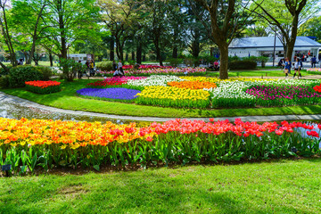 Obraz premium チューリップ咲く昭和記念公園