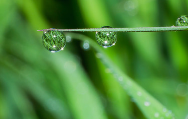 water drop on plants leaf, the macro of water drop, rain drop pattern