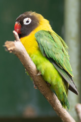 Fototapeta na wymiar colourful parrot on a branch