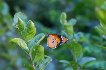  The Plain Tiger Butterfly