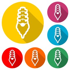 Spine structure icon or logo, color set  with long shadow