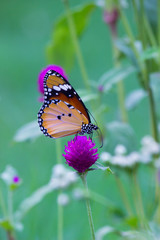 Fototapeta na wymiar The Plain Tiger Butterfly