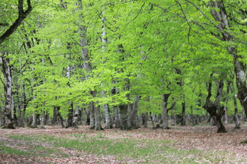 Fototapeta premium Nature