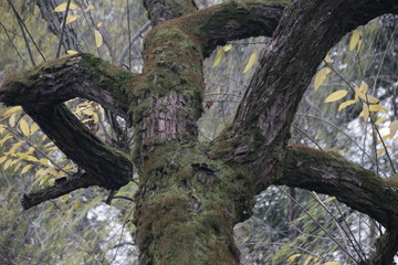 Fototapeta na wymiar Green Moss on the Tree's Bark in Winter Time