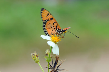 butterflies perch on flowers