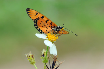 butterflies perch on flowers