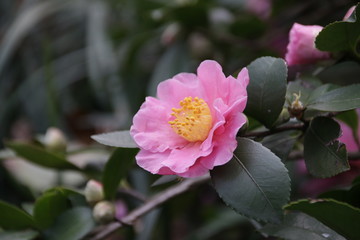 Pink Wild Rose is Blooming in Winter