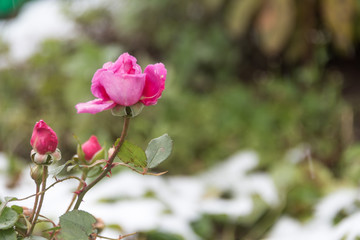 Red rose and the first frosts - a winter background