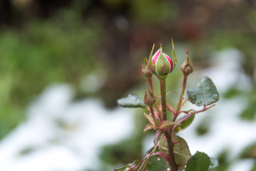 Red rose and the first frosts - a winter background