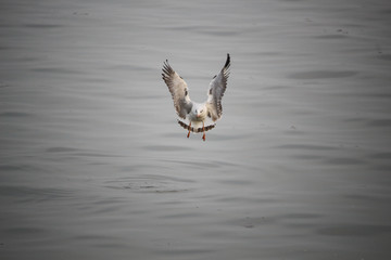 Seagull Bird Flying on the sea.