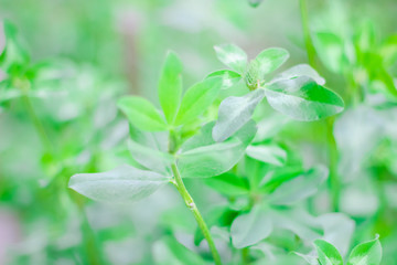 clover saint patrick's day