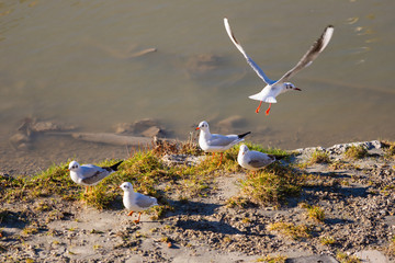 Seagulls by Salzach river in Salzburg, Austria