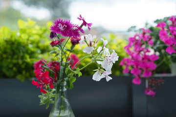 Fototapeta premium colourful flower bloom in the pot