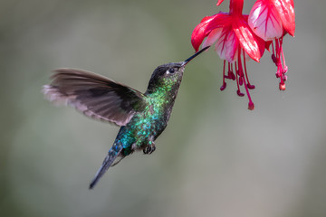 Blue hummingbird Violet Sabrewing flying next to beautiful red flower. Tinny bird fly in jungle. Wildlife in tropic Costa Rica. Two bird sucking nectar from bloom in the forest. Bird behaviour