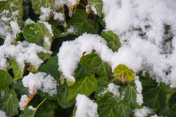 Snowy peaks in winter.
