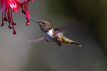Blue hummingbird Violet Sabrewing flying next to beautiful red flower. Tinny bird fly in jungle. Wildlife in tropic Costa Rica. Two bird sucking nectar from bloom in the forest. Bird behaviour