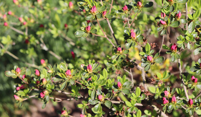 Big pink azalea or rhododendron in a organic garden. Season of flowering azaleas . Azaleas are shade tolerant flowering shrubs in genus Rhododendron.