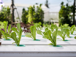 Hydroponics system greenhouse and organic vegetables salad in hydroponics farm for health, food and agriculture concept