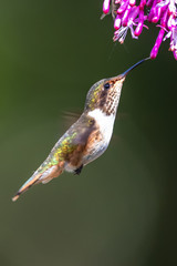 Blue hummingbird Violet Sabrewing flying next to beautiful red flower. Tinny bird fly in jungle. Wildlife in tropic Costa Rica. Two bird sucking nectar from bloom in the forest. Bird behaviour