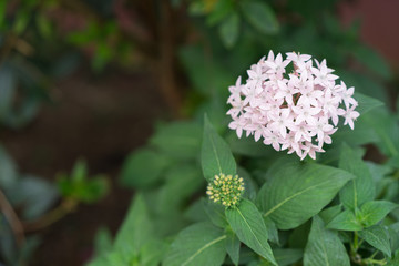 white pink flower with green background