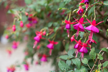 pink Lady's ear drops flowers close up
