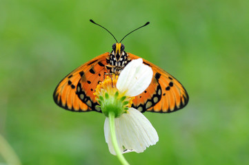 Fototapeta premium motyle okoń na kwiatach