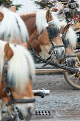 Naklejka na ściany i meble Horses in a row, ready to take some rides through the old town of Salzburg, Austria