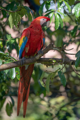 Portrait of sitting yellow breast Ara. (Ara ararauna).