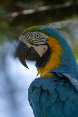 Portrait of sitting yellow breast Ara. (Ara ararauna).