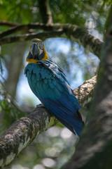 Portrait of sitting yellow breast Ara. (Ara ararauna).