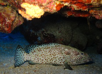 Underwater world in deep water in coral reef and plants flowers flora in blue world marine wildlife, travel nature beauty exploration in diving trip, dive. Fish, corals and sea creatures