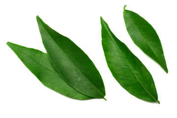 citrus leaves isolated on white background. top view. mandarin leaves. orange leaves