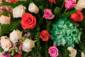 colourful rose flower