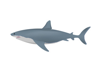 Realistic shark isolated on white background. Vector illustration.