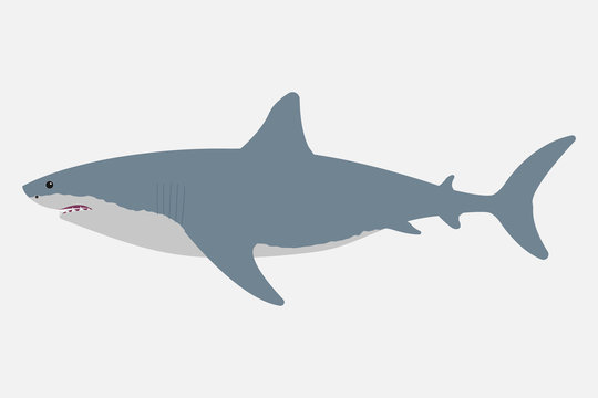 Shark isolated on white background. Vector illustration.