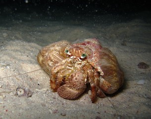 Underwater world in deep water in coral reef and plants flowers flora in blue world marine wildlife, travel nature beauty exploration in diving trip, dive. Fish, corals and sea creatures