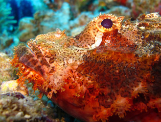 Underwater world in deep water in coral reef and plants flowers flora in blue world marine wildlife, travel nature beauty exploration in diving trip, dive. Fish, corals and sea creatures