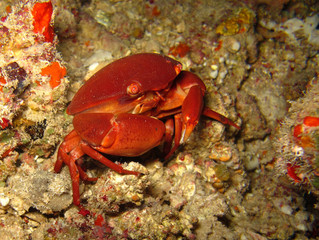 Underwater world in deep water in coral reef and plants flowers flora in blue world marine wildlife, travel nature beauty exploration in diving trip, dive. Fish, corals and sea creatures