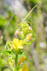 farm, natural, organic cucumbers on the garden