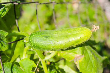 farm, natural, organic cucumbers on the garden