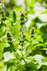 natural, organic basil