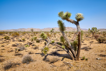Joshua Tree National Park, USA.