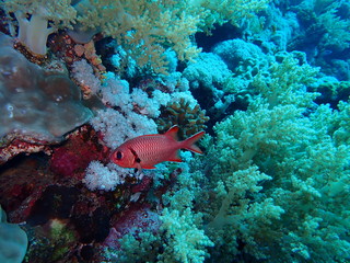 Underwater world in deep water in coral reef and plants flowers flora in blue world marine wildlife, travel nature beauty exploration in diving trip, dive. Fish, corals and sea creatures