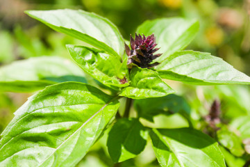 natural, organic basil