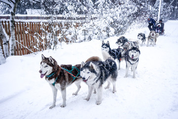 Huskies giving a ride for a family on a snowy day