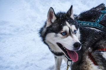 Huskies giving a ride for a family on a snowy day