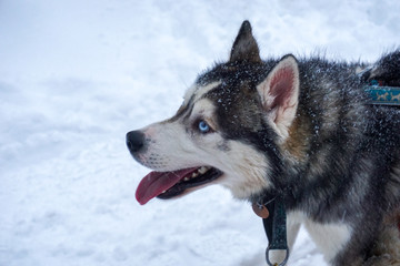 Huskies giving a ride for a family on a snowy day