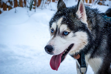 Huskies giving a ride for a family on a snowy day